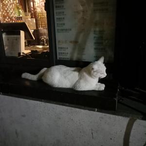 欧美大码变态另类
